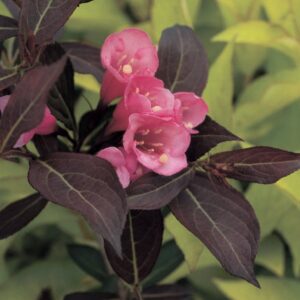 Premier Plant Solutions 10815 Proven Winners Weigela Wine & Roses, 3 Gallon