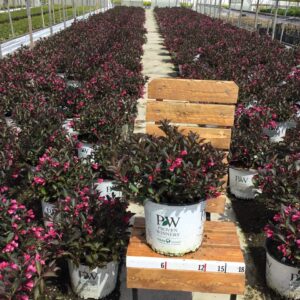 Premier Plant Solutions 10815 Proven Winners Weigela Wine & Roses, 3 Gallon