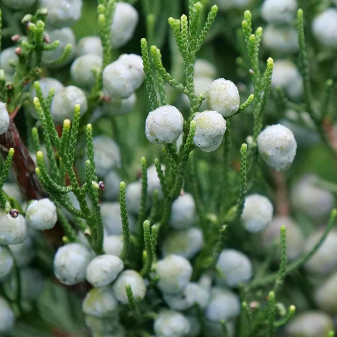 Gin Fizz® Juniper - Juniperus chinensis - Proven Winners - 4" Pot