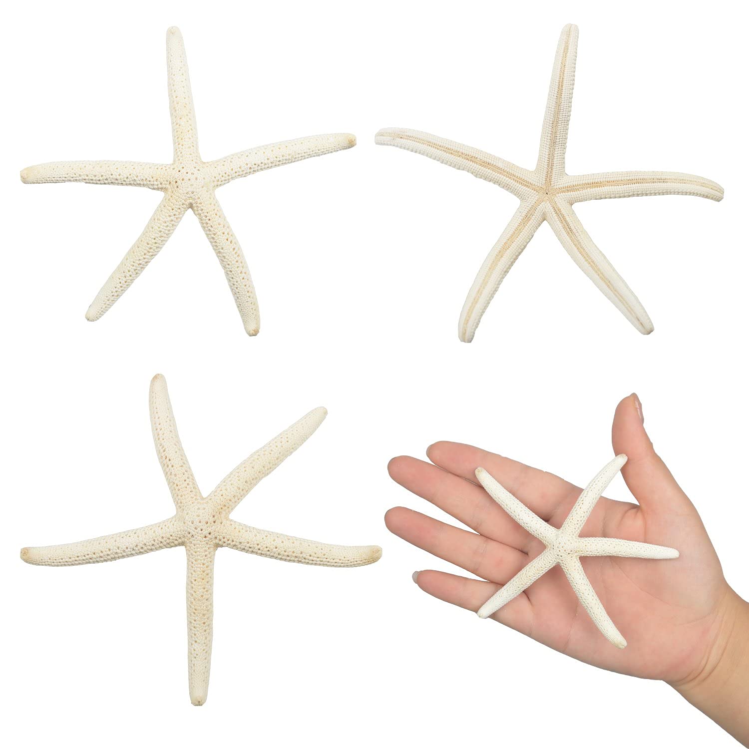 Jangostor 12 PCS Starfish 2-6 Inch Mixed Starfish Natural Seashells Starfish Star Fish Shells Decorations Perfect for Wedding Decor Beach Theme Party, Home Decorations, DIY Crafts, Fish Tank