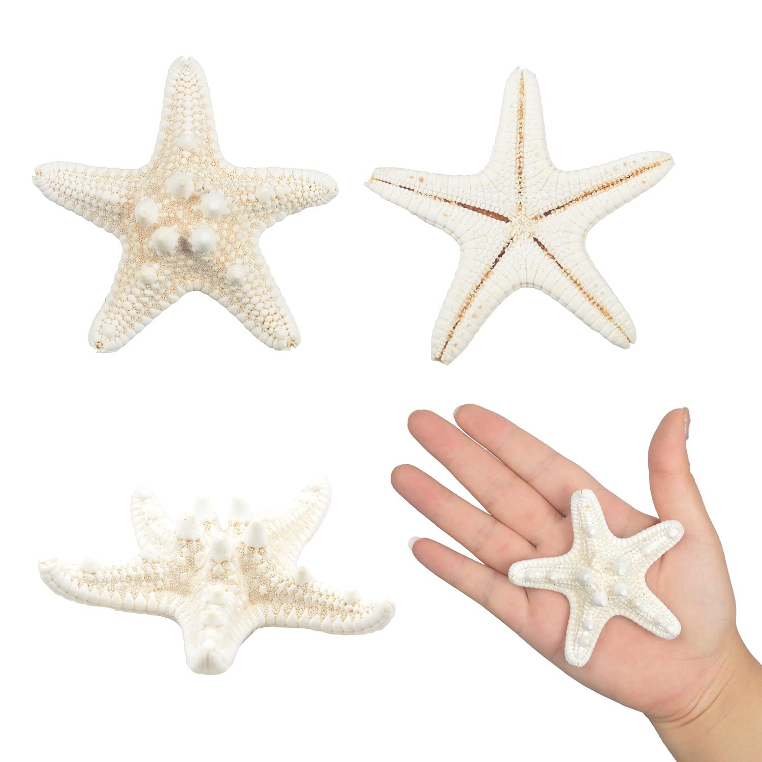 Jangostor 12 PCS Starfish 2-6 Inch Mixed Starfish Natural Seashells Starfish Star Fish Shells Decorations Perfect for Wedding Decor Beach Theme Party, Home Decorations, DIY Crafts, Fish Tank