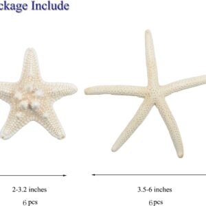 Jangostor 12 PCS Starfish 2-6 Inch Mixed Starfish Natural Seashells Starfish Star Fish Shells Decorations Perfect for Wedding Decor Beach Theme Party, Home Decorations, DIY Crafts, Fish Tank