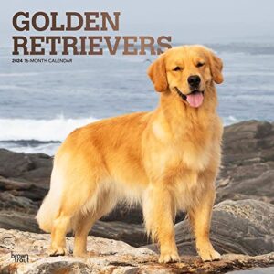 golden retrievers | 2024 12 x 24 inch monthly square wall calendar | foil stamped cover | browntrout | animals dog breeds retriever