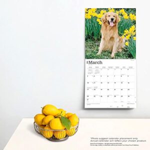 Golden Retrievers | 2024 12 x 24 Inch Monthly Square Wall Calendar | Foil Stamped Cover | BrownTrout | Animals Dog Breeds Retriever