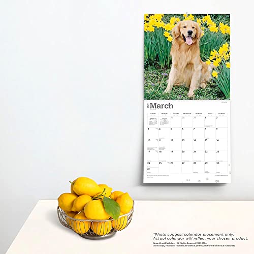 Golden Retrievers | 2024 12 x 24 Inch Monthly Square Wall Calendar | Foil Stamped Cover | BrownTrout | Animals Dog Breeds Retriever