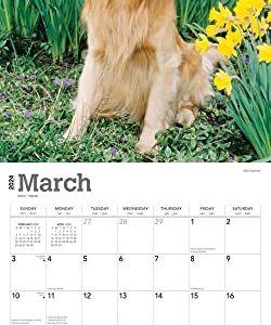 Golden Retrievers | 2024 12 x 24 Inch Monthly Square Wall Calendar | Foil Stamped Cover | BrownTrout | Animals Dog Breeds Retriever