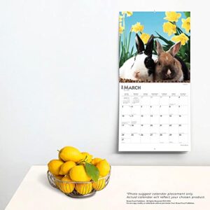 Honey Bunny | 2024 12 x 24 Inch Monthly Square Wall Calendar | BrownTrout | Domestic Small Cute Animals