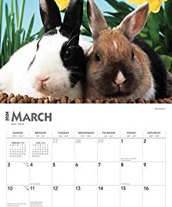 Honey Bunny | 2024 12 x 24 Inch Monthly Square Wall Calendar | BrownTrout | Domestic Small Cute Animals