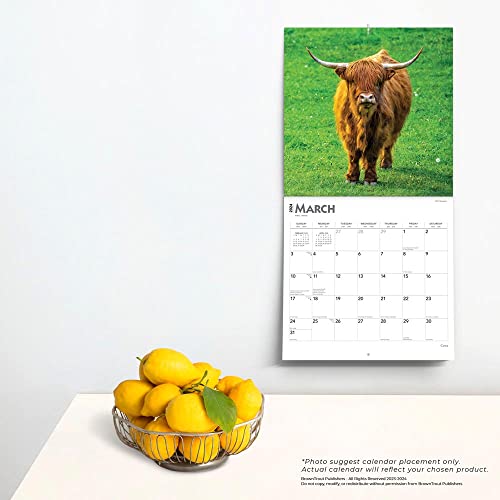 Cows | 2024 12 x 24 Inch Monthly Square Wall Calendar | BrownTrout | Domestic Farm Animals