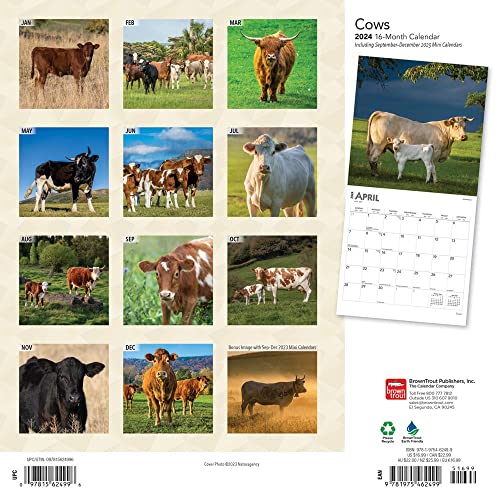 Cows | 2024 12 x 24 Inch Monthly Square Wall Calendar | BrownTrout | Domestic Farm Animals
