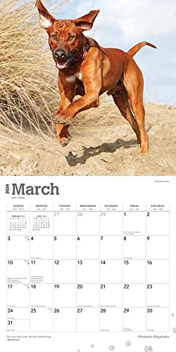 Rhodesian Ridgebacks | 2024 12 x 24 Inch Monthly Square Wall Calendar | BrownTrout | Animals Dog Breeds