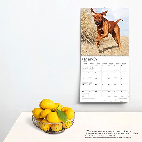 Rhodesian Ridgebacks | 2024 12 x 24 Inch Monthly Square Wall Calendar | BrownTrout | Animals Dog Breeds