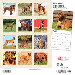 Rhodesian Ridgebacks | 2024 12 x 24 Inch Monthly Square Wall Calendar | BrownTrout | Animals Dog Breeds