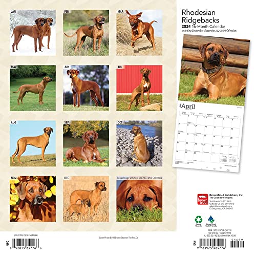 Rhodesian Ridgebacks | 2024 12 x 24 Inch Monthly Square Wall Calendar | BrownTrout | Animals Dog Breeds