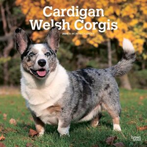 cardigan welsh corgis | 2024 12 x 24 inch monthly square wall calendar | browntrout | animals dog breeds