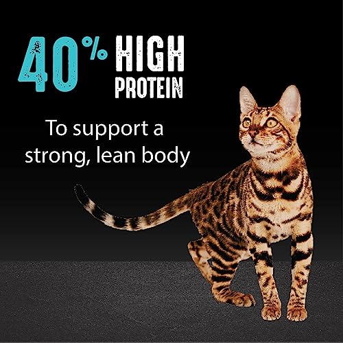 CRAVE Grain Free Adult High Protein Natural Dry Cat Food with Protein from Salmon & Ocean Fish 4 lb