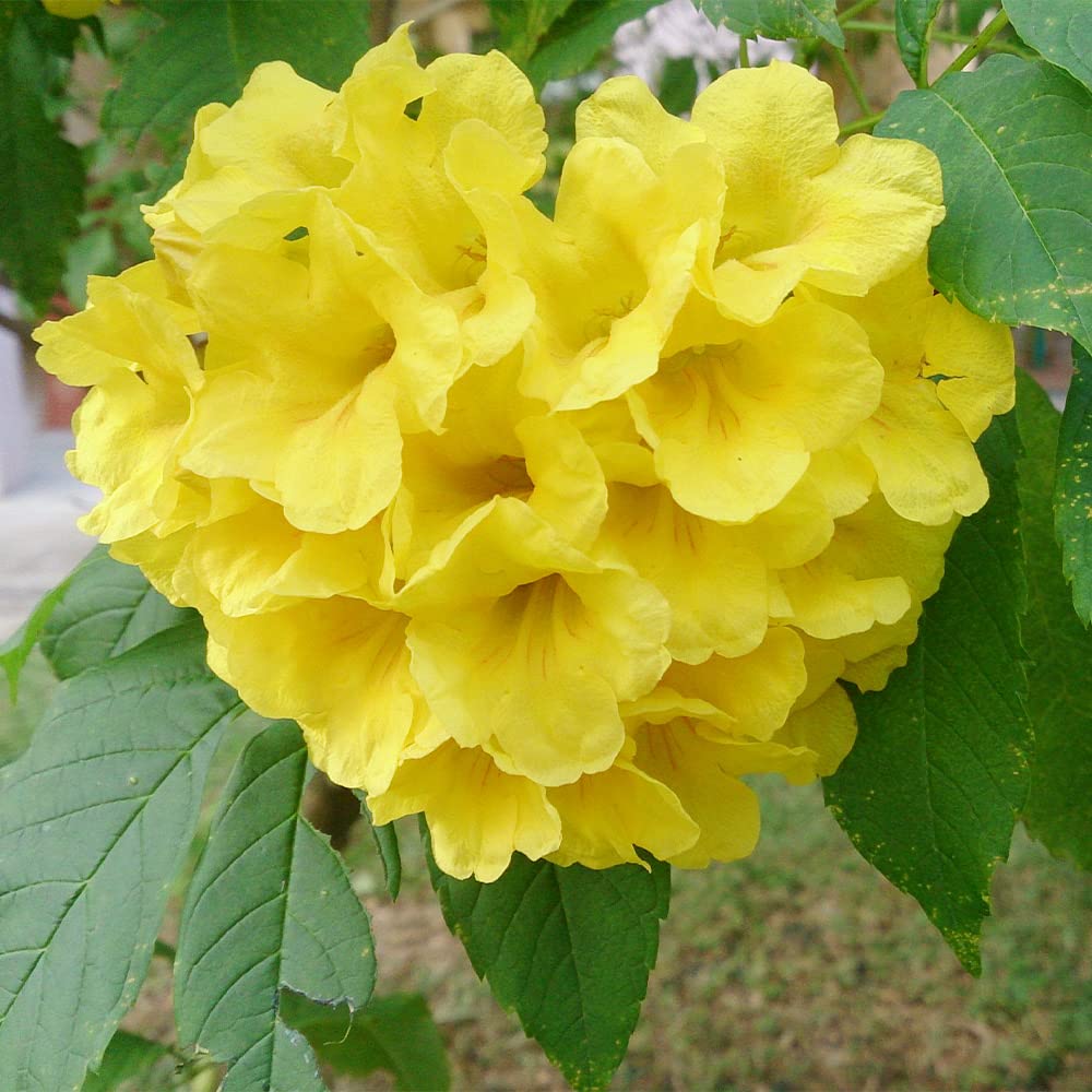 QAUZUY GARDEN 50 Seeds Yellow Bells Trumpet Bush Seeds Yellow Elder, Esperanza Tree, Tecoma Stans, Hardy Drought Heat Tolerant - Flamboyant Perennial Privacy Screen Accent