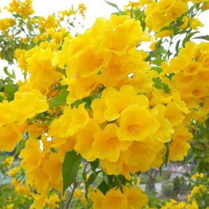 QAUZUY GARDEN 50 Seeds Yellow Bells Trumpet Bush Seeds Yellow Elder, Esperanza Tree, Tecoma Stans, Hardy Drought Heat Tolerant - Flamboyant Perennial Privacy Screen Accent