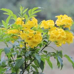 QAUZUY GARDEN 50 Seeds Yellow Bells Trumpet Bush Seeds Yellow Elder, Esperanza Tree, Tecoma Stans, Hardy Drought Heat Tolerant - Flamboyant Perennial Privacy Screen Accent