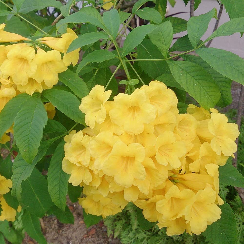 QAUZUY GARDEN 50 Seeds Yellow Bells Trumpet Bush Seeds Yellow Elder, Esperanza Tree, Tecoma Stans, Hardy Drought Heat Tolerant - Flamboyant Perennial Privacy Screen Accent