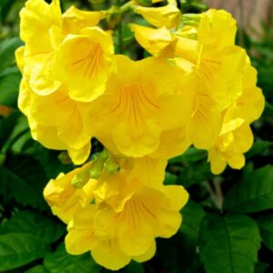 QAUZUY GARDEN 50 Seeds Yellow Bells Trumpet Bush Seeds Yellow Elder, Esperanza Tree, Tecoma Stans, Hardy Drought Heat Tolerant - Flamboyant Perennial Privacy Screen Accent