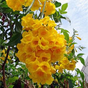 QAUZUY GARDEN 50 Seeds Yellow Bells Trumpet Bush Seeds Yellow Elder, Esperanza Tree, Tecoma Stans, Hardy Drought Heat Tolerant - Flamboyant Perennial Privacy Screen Accent