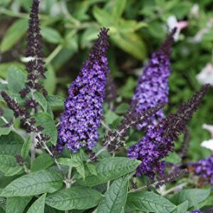 Pugster Blue Butterfly Bush (Buddleia) Live Shrub, Blue Flowers, 1 Gallon