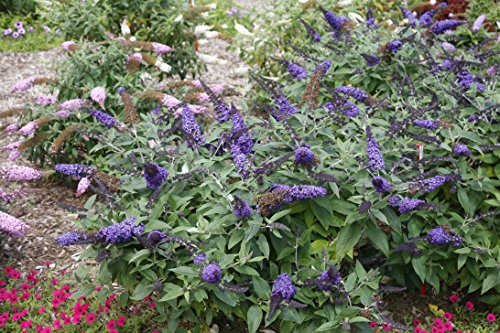 Pugster Blue Butterfly Bush (Buddleia) Live Shrub, Blue Flowers, 1 Gallon