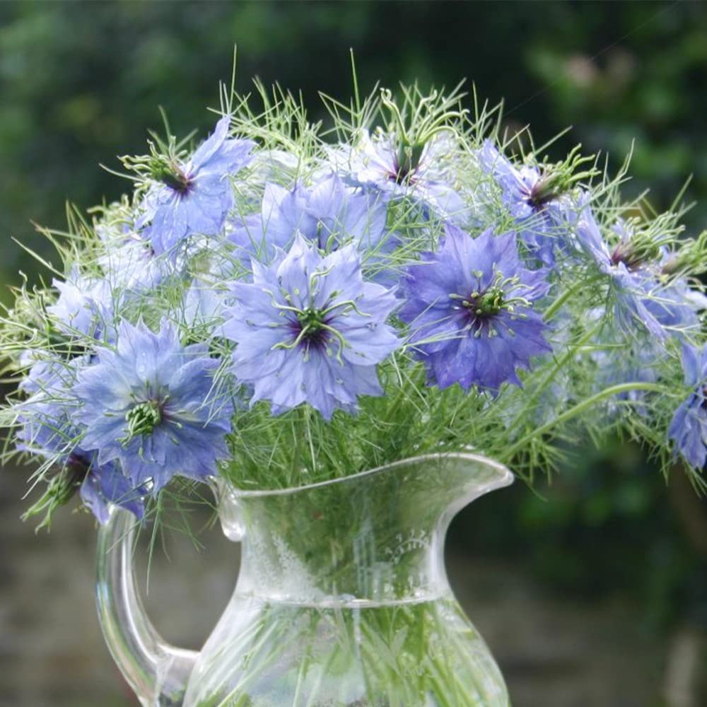 QAUZUY GARDEN 500 Blue Nigella Damascena Seeds Love in a Mist Miss Jekyll, Devil in The Bush- Flower Seeds Striking Landscape Plant Low Maintenance