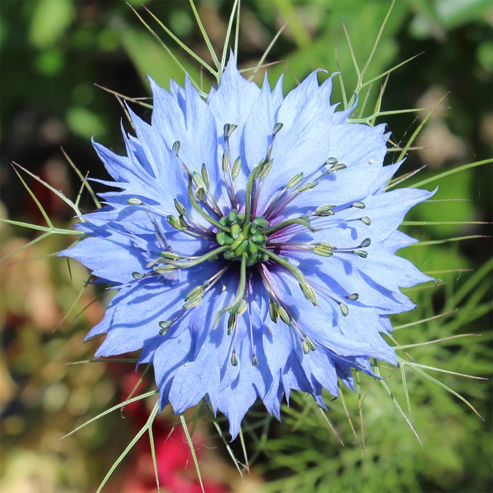 QAUZUY GARDEN 500 Blue Nigella Damascena Seeds Love in a Mist Miss Jekyll, Devil in The Bush- Flower Seeds Striking Landscape Plant Low Maintenance