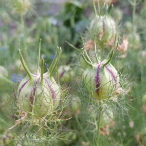 QAUZUY GARDEN 500 Blue Nigella Damascena Seeds Love in a Mist Miss Jekyll, Devil in The Bush- Flower Seeds Striking Landscape Plant Low Maintenance