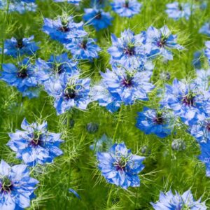 QAUZUY GARDEN 500 Blue Nigella Damascena Seeds Love in a Mist Miss Jekyll, Devil in The Bush- Flower Seeds Striking Landscape Plant Low Maintenance