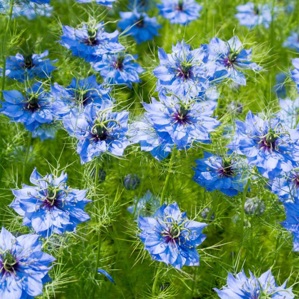 QAUZUY GARDEN 500 Blue Nigella Damascena Seeds Love in a Mist Miss Jekyll, Devil in The Bush- Flower Seeds Striking Landscape Plant Low Maintenance