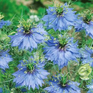 QAUZUY GARDEN 500 Blue Nigella Damascena Seeds Love in a Mist Miss Jekyll, Devil in The Bush- Flower Seeds Striking Landscape Plant Low Maintenance