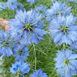 QAUZUY GARDEN 500 Blue Nigella Damascena Seeds Love in a Mist Miss Jekyll, Devil in The Bush- Flower Seeds Striking Landscape Plant Low Maintenance