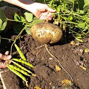 True Jicama Seeds,Pachyrhizus erosus a.K.a,Climbing Yam Bean, Mexican Turnip(40 Seeds)