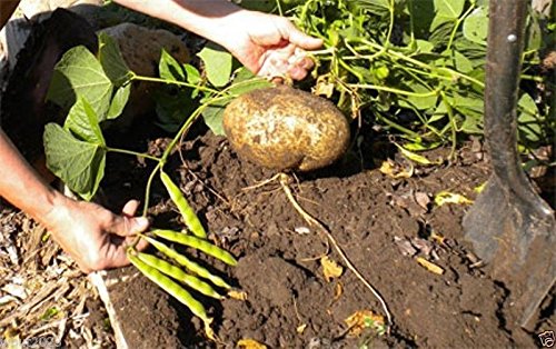 True Jicama Seeds,Pachyrhizus erosus a.K.a,Climbing Yam Bean, Mexican Turnip(40 Seeds)