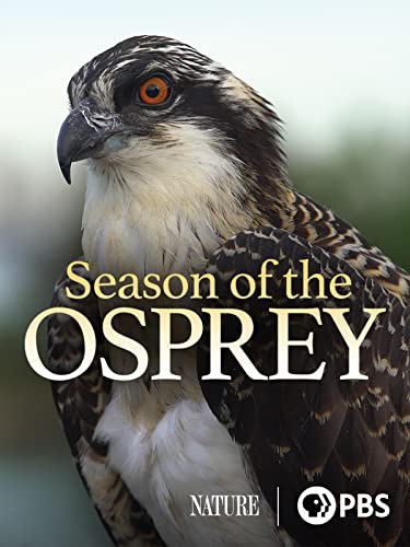 Season of the Osprey