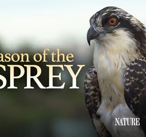 Season of the Osprey