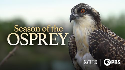 Season of the Osprey