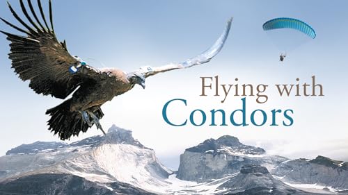 Flying with Condors