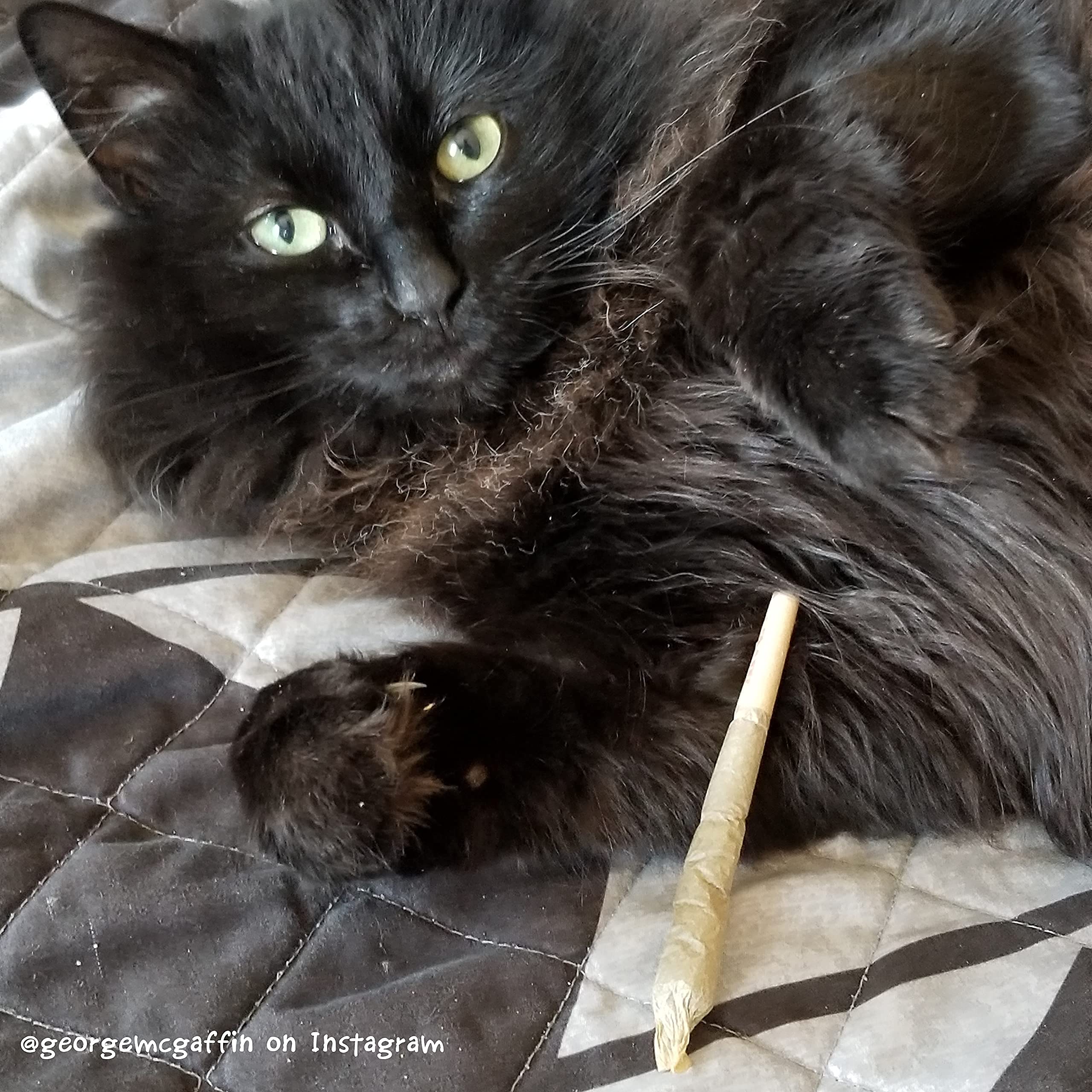 Meowijuana | Get Higher Bundle | Get Higher Kite, King Size Catnip Joints, and Whisker Tickler | Promotes Play and Cat Health | Includes Organic Catnip | Feline and Cat Lover Approved