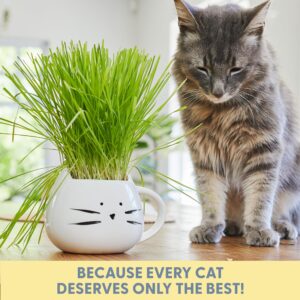 The Cat Ladies Organic Cat Grass for Indoor Cats - Growing Kit with Organic Seed Mix, Soil and White Cat Planter. Natural Hairball Control and Digestion Remedy, Cat Gifts