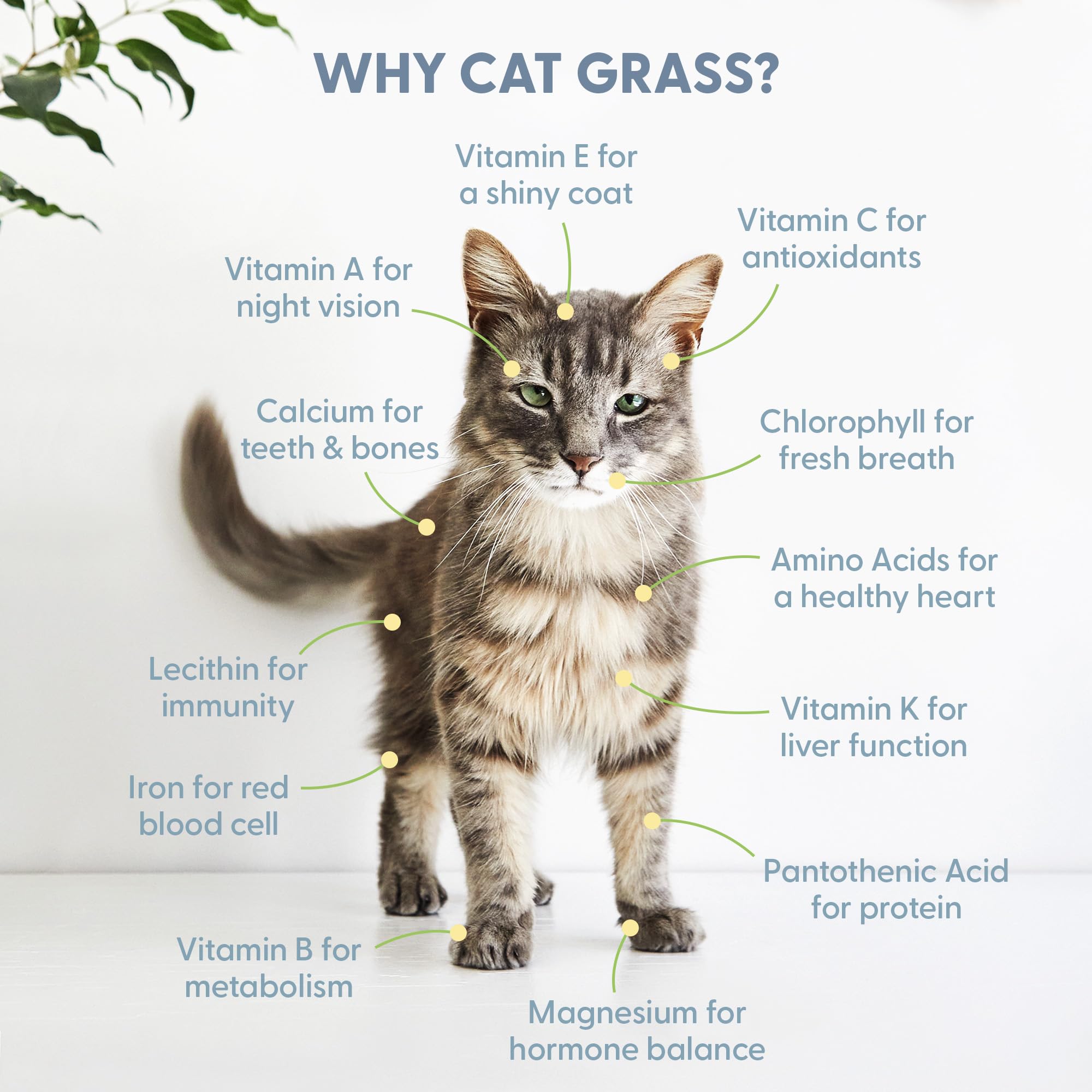 The Cat Ladies Organic Cat Grass for Indoor Cats - Growing Kit with Organic Seed Mix, Soil and White Cat Planter. Natural Hairball Control and Digestion Remedy, Cat Gifts