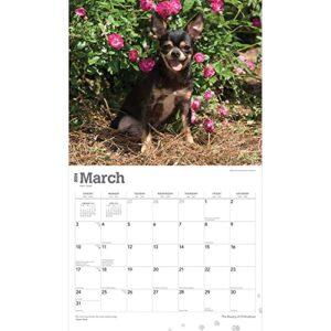 The Beauty of Chihuahuas | 2024 14 x 24 Inch Monthly Deluxe Wall Calendar | Sticker Sheet | StarGifts | Animal Dog Breeds