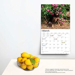 The Beauty of Chihuahuas | 2024 14 x 24 Inch Monthly Deluxe Wall Calendar | Sticker Sheet | StarGifts | Animal Dog Breeds