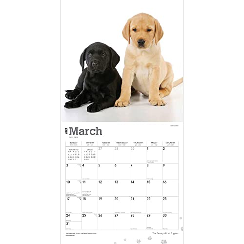 The Beauty of Labrador Retriever Puppies | 2024 12 x 24 Inch Monthly Square Wall Calendar | Sticker Sheet | StarGifts | Animals Dog Breeds Lab