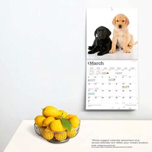 The Beauty of Labrador Retriever Puppies | 2024 12 x 24 Inch Monthly Square Wall Calendar | Sticker Sheet | StarGifts | Animals Dog Breeds Lab