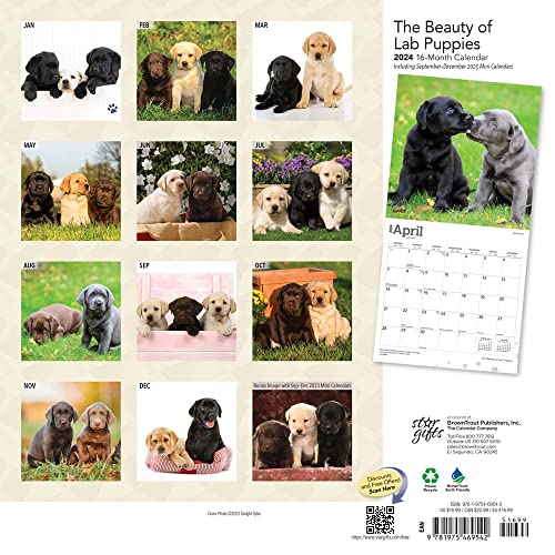 The Beauty of Labrador Retriever Puppies | 2024 12 x 24 Inch Monthly Square Wall Calendar | Sticker Sheet | StarGifts | Animals Dog Breeds Lab