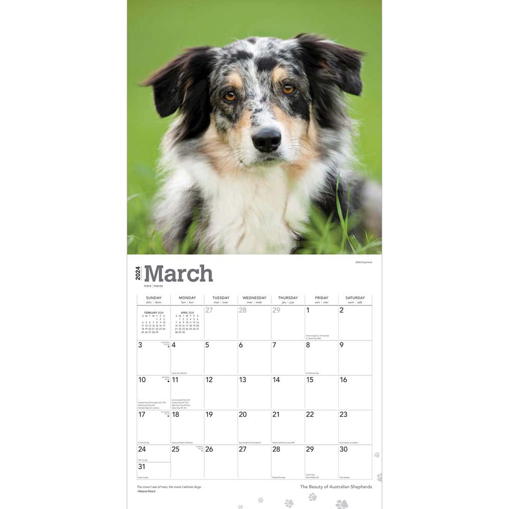 The Beauty of Australian Shepherds | 2024 12 x 24 Inch Monthly Square Wall Calendar | Sticker Sheet | StarGifts | Animals Dog Breeds